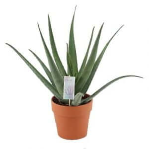 piante per principianti da appartamento