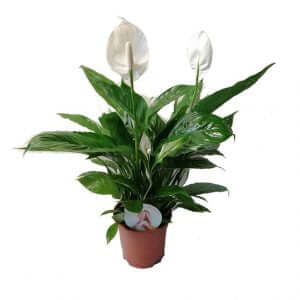 piante per principianti da appartamento