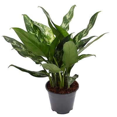 piante per principianti da appartamento